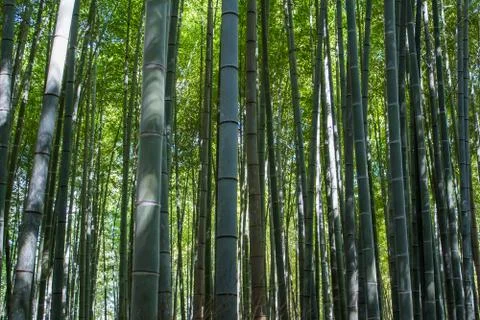 Green bamboo forest Foto stock