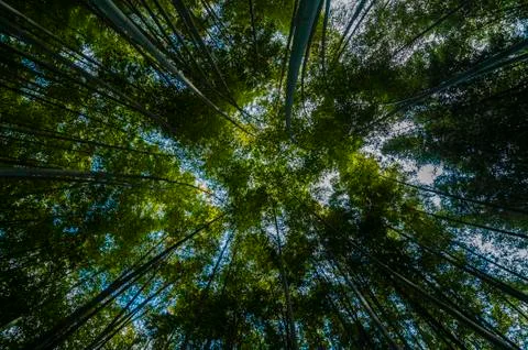 Green Bamboo forest Stock Photos