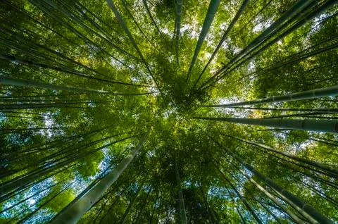 Green Bamboo forest Stock Photos
