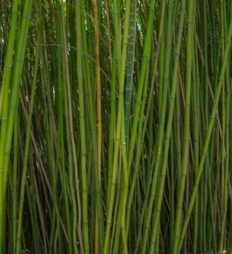 Green bamboo forest Stock Photos