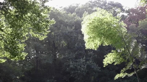 Green bamboo forest rustling by wind in Japan Video stock 158584824