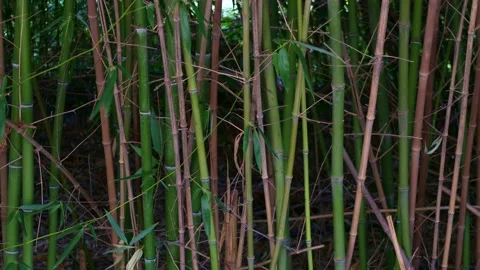 Green bamboo forest shaking in the wind Stock Footage 265247932