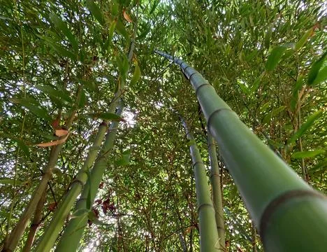 Green bamboo forest viewed from below with tall stems and dense foliage Stock Photos