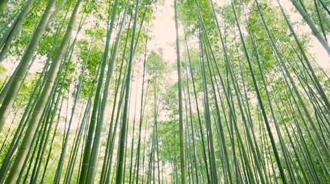 Green bamboo garden Stock Footage 8607616
