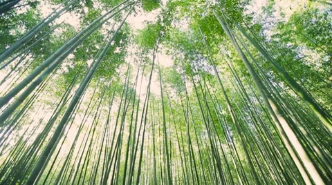 Green bamboo garden Stock Footage 8607619