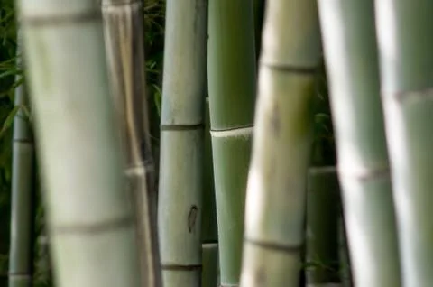 Green bamboo garden pattern close up Stock-Fotos