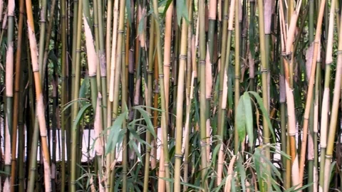 Green bamboo grass Stock Footage 102956871