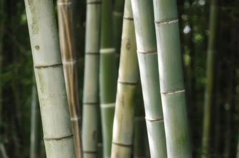 Green bamboo grove pattern close up Stock Photos