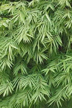 Green bamboo leaf background Stock Photos