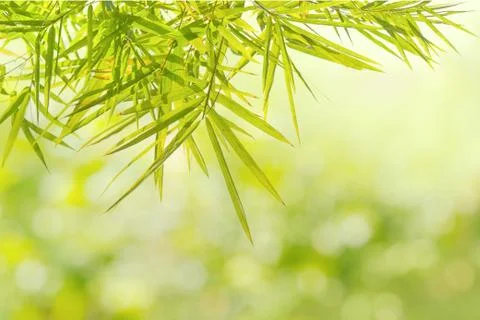 Green bamboo leaf background Stock Photos