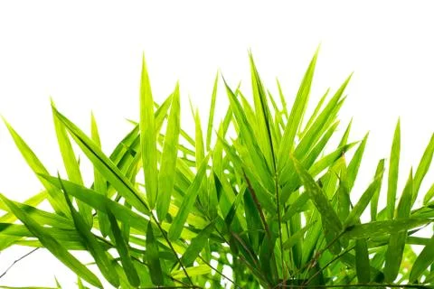 Green Bamboo leaf background Stock Photos