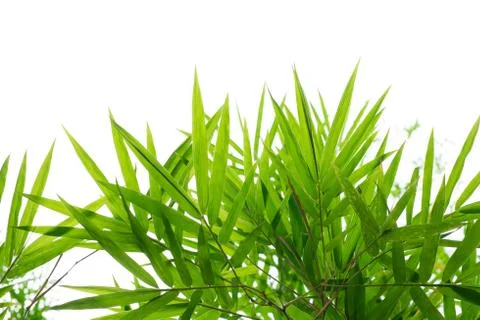 Green Bamboo leaf background Stock Photos