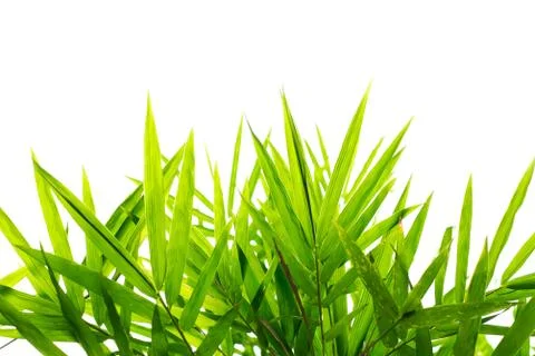 Green Bamboo leaf background Stock Photos