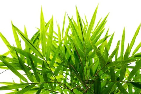 Green Bamboo leaf background Stock Photos