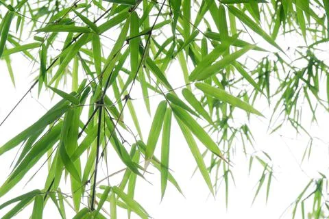Green bamboo leaf for background. Stock Photos