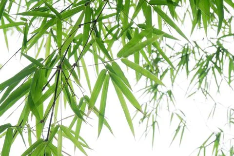 Green bamboo leaf for background. Stock Photos