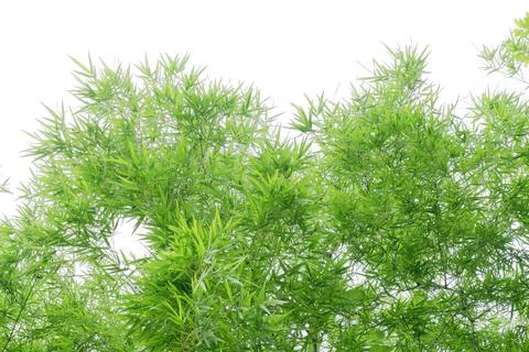 Green bamboo leaf for background. Stock Photos