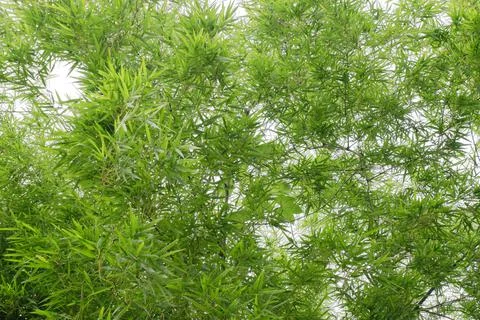 Green bamboo leaf for background. Foto stock