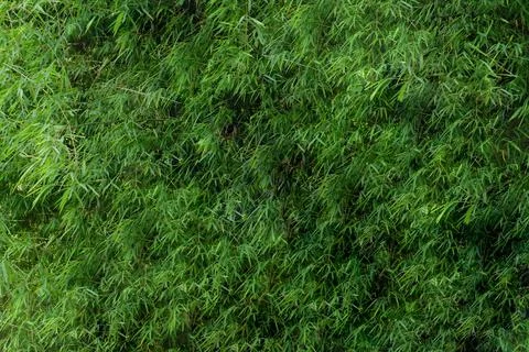 Green bamboo leaf for background. Stock Photos