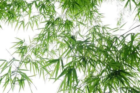 Green bamboo leaf for background. Stock Photos