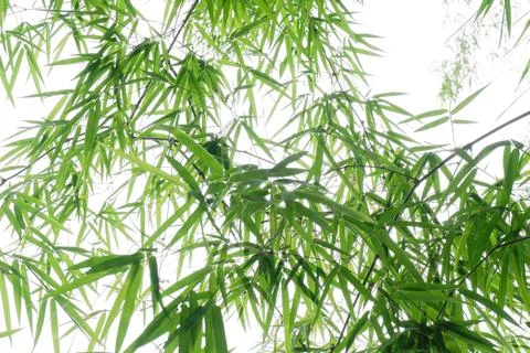 Green bamboo leaf for background. Stock Photos