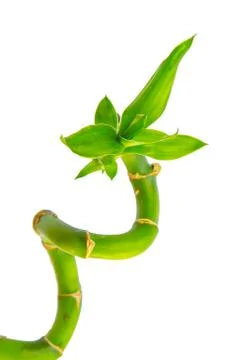Green Bamboo Leaf Stock Photos