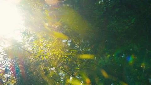 Green bamboo leaf in wind and sunlight through branch Stock Footage 142677866
