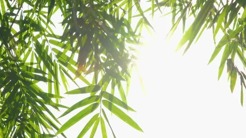 Green bamboo leaf in wind and sunlight through branch in evening Stock Footage 142704970