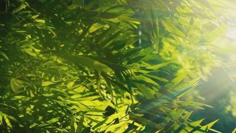 Green bamboo leaf in wind and sunlight through branch with bokeh in evening Stock Footage 166130831