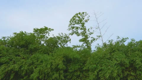Green bamboo leaf in wind on blue sky Stock Footage 134746444