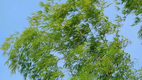 Green bamboo leaf in wind with blue sky Video stock 198281098
