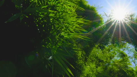 Green bamboo leaf in wind with sun shines and sun flares Stock Footage 164600364
