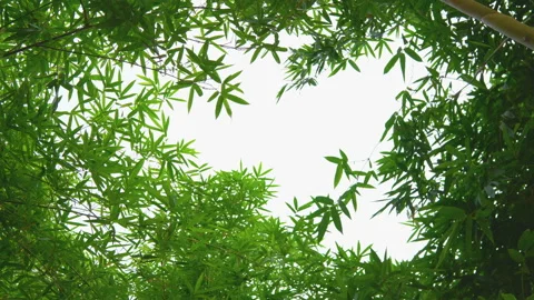 Green bamboo leaf in wind on white sky Stock Footage 134746557