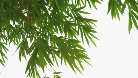 Green bamboo leaf in wind on white sky Stock Footage 134746806
