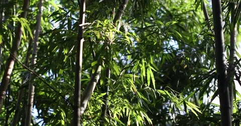 GREEN BAMBOO LEAVES Stock Footage 84044063