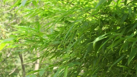 Green bamboo leaves Stock Footage 160340537
