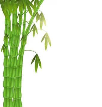 Green Bamboo left side on white background Stock Illustration