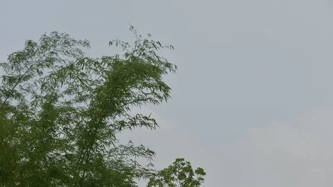 Green bamboo moving before strom. Stock-Footage 128282640