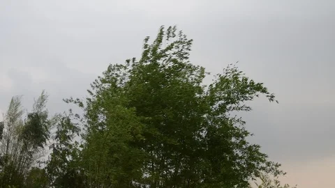Green bamboo moving before strom. Stock Footage 128282774
