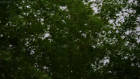 Green bamboo moving before strom. Stock Footage 128282786