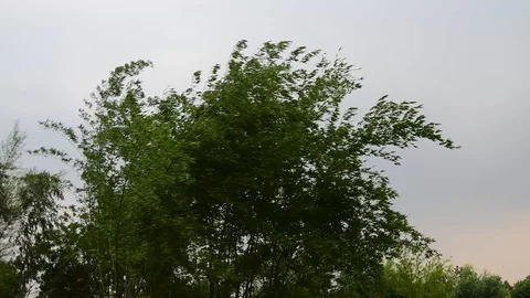 Green bamboo moving before strom. Stock Footage 128282790