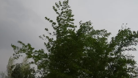 Green bamboo moving before strom. Stock Footage 128282823