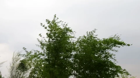 Green bamboo moving before strom. Stock Footage 128282926