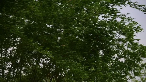 Green bamboo moving before strom. Stock Footage 128282947
