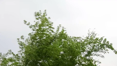 Green bamboo moving before strom. Stock Footage 128282961