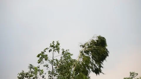 Green bamboo moving before strom. Stock Footage 128282978