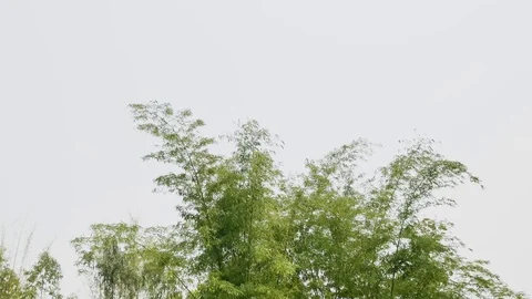Green bamboo moving in timelapse seen. Stock Footage 128275704