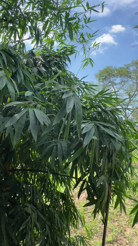 Green bamboo in nature. Stock Footage 288095988