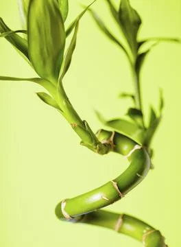 Green bamboo over background, spa concept Stock Photos