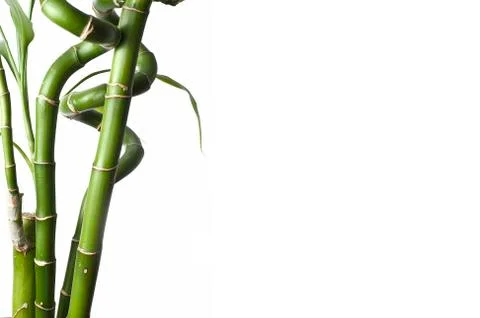 Green bamboo. Stock Photos